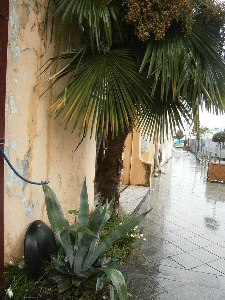 Батуми пальмы повсюду